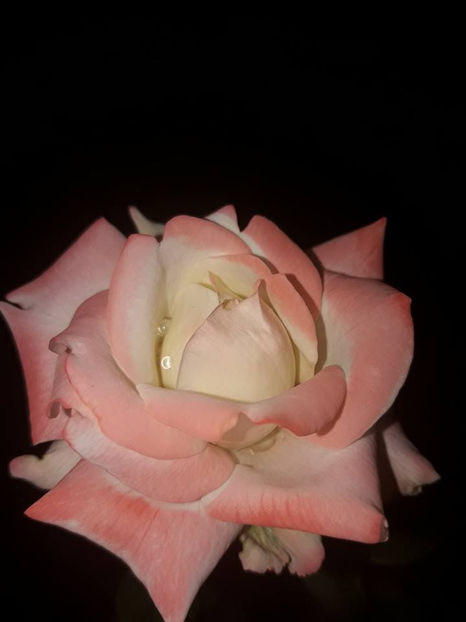  - De vanzare Lastari trandafiri-Epuizat