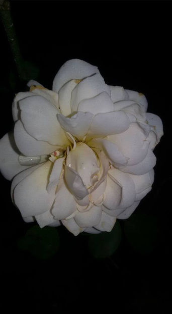  - De vanzare Lastari trandafiri-Epuizat