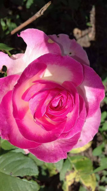  - De vanzare Lastari trandafiri-Epuizat