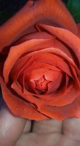  - De vanzare Lastari trandafiri-Epuizat