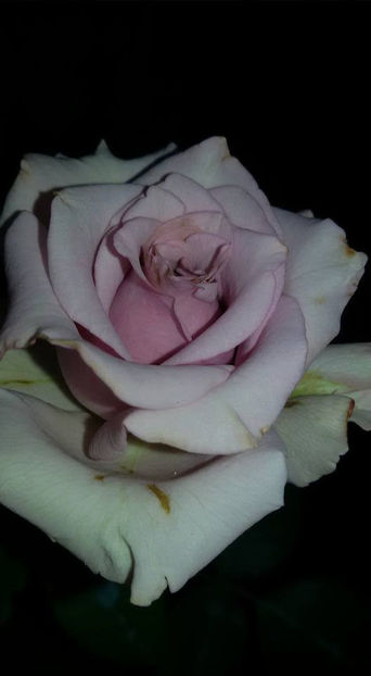  - De vanzare Lastari trandafiri-Epuizat