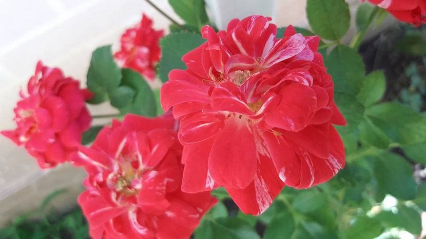  - De vanzare Lastari trandafiri-Epuizat