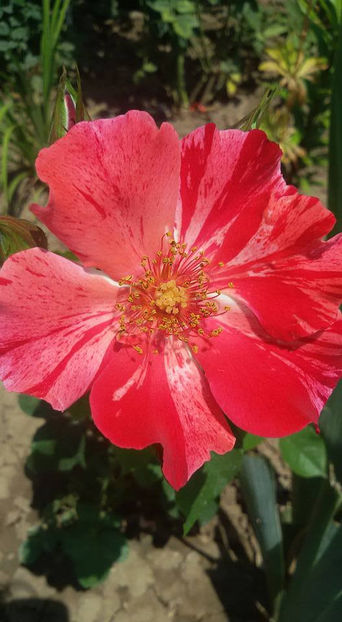  - De vanzare Lastari trandafiri-Epuizat