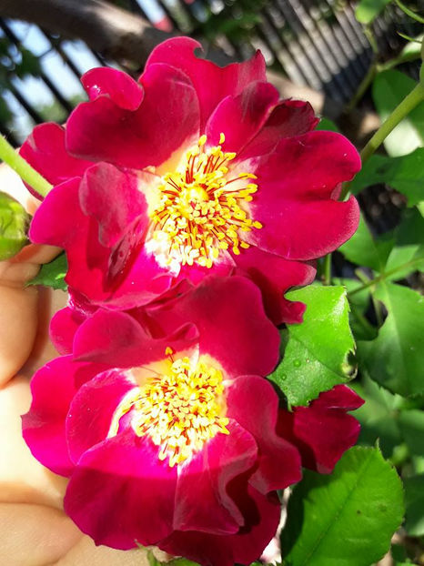  - De vanzare Lastari trandafiri-Epuizat