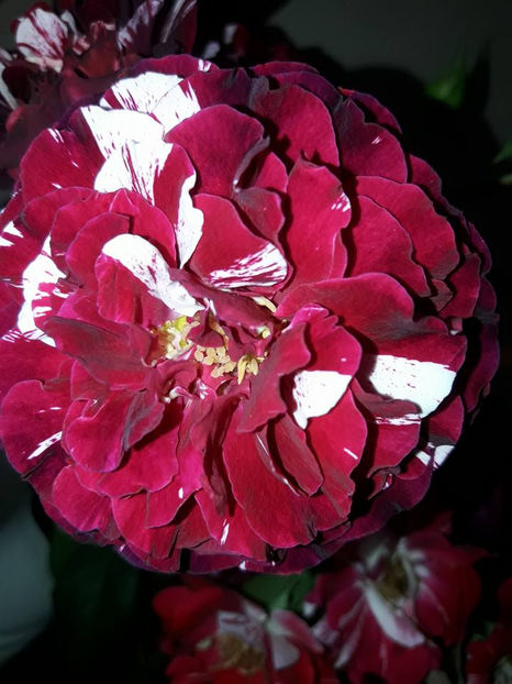  - De vanzare Lastari trandafiri-Epuizat