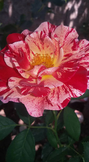  - De vanzare Lastari trandafiri-Epuizat