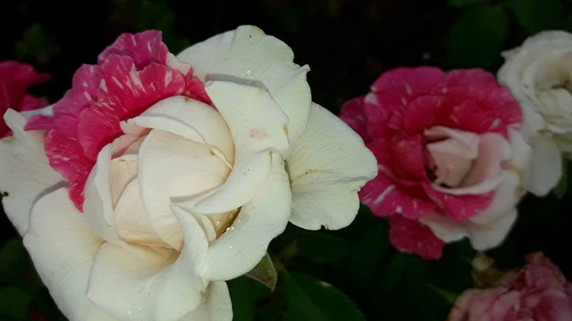  - De vanzare Lastari trandafiri-Epuizat