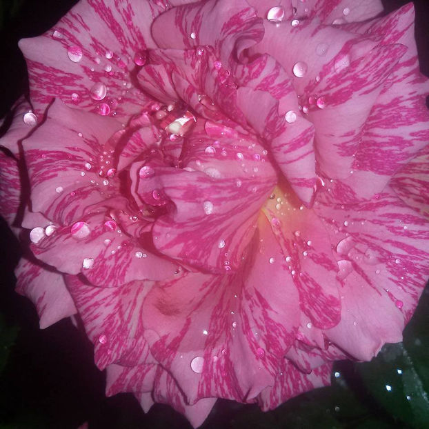  - De vanzare Lastari trandafiri-Epuizat