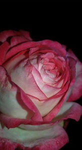  - De vanzare Lastari trandafiri-Epuizat