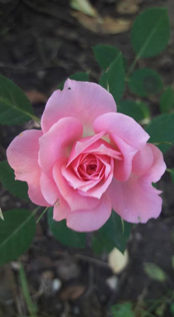  - De vanzare Lastari trandafiri-Epuizat