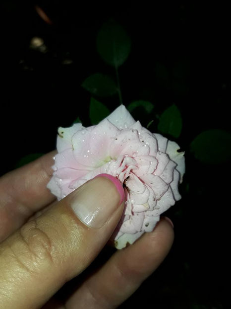  - De vanzare Lastari trandafiri-Epuizat