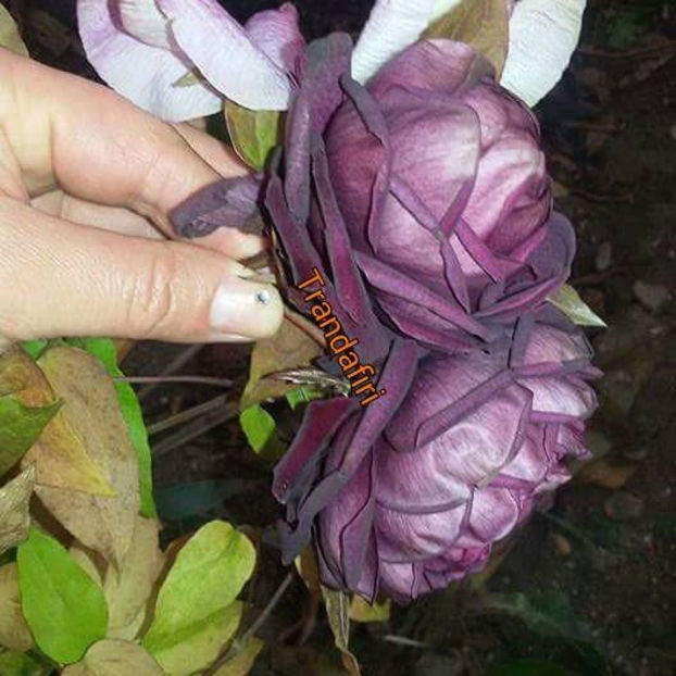  - De vanzare Lastari trandafiri-Epuizat