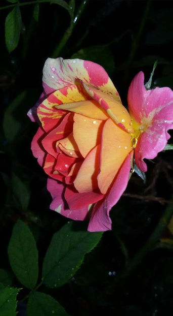  - De vanzare Lastari trandafiri-Epuizat