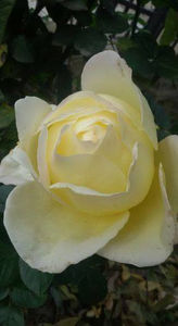  - De vanzare Lastari trandafiri-Epuizat