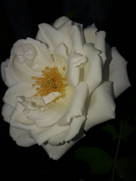  - De vanzare Lastari trandafiri-Epuizat