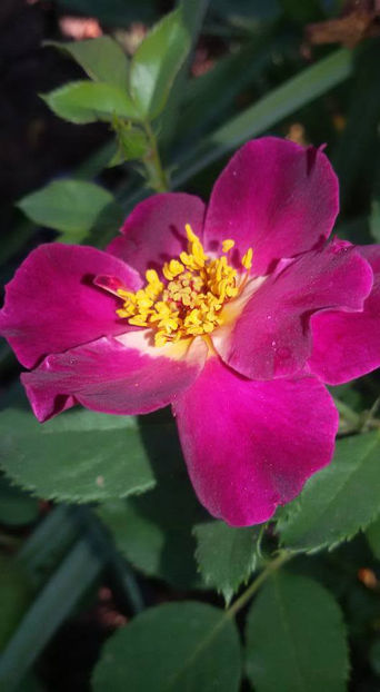  - De vanzare Lastari trandafiri-Epuizat