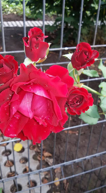  - De vanzare Lastari trandafiri-Epuizat