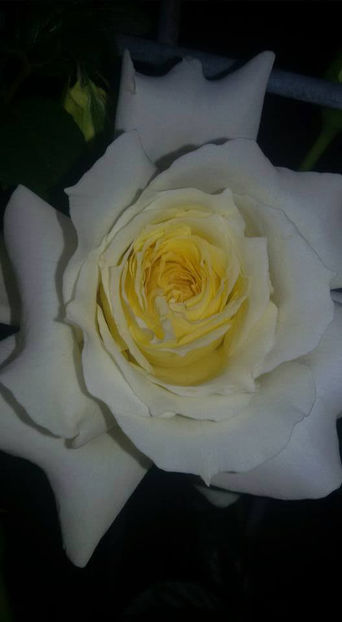  - De vanzare Lastari trandafiri-Epuizat