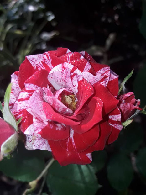  - De vanzare Lastari trandafiri-Epuizat