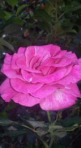  - De vanzare Lastari trandafiri-Epuizat