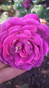  - De vanzare Lastari trandafiri-Epuizat