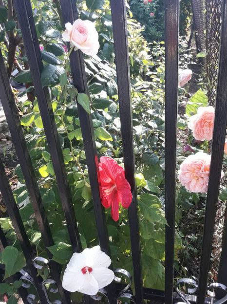  - De vanzare Lastari trandafiri-Epuizat