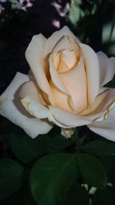  - De vanzare Lastari trandafiri-Epuizat