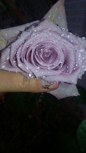  - De vanzare Lastari trandafiri-Epuizat