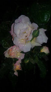  - De vanzare Lastari trandafiri-Epuizat