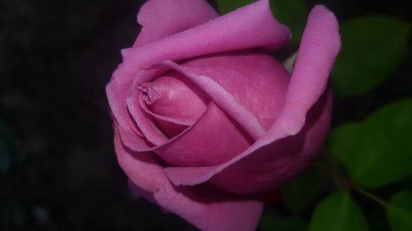  - De vanzare Lastari trandafiri-Epuizat