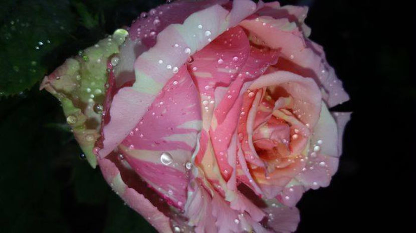  - De vanzare Lastari trandafiri-Epuizat