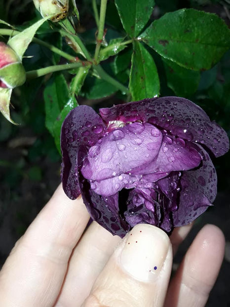  - De vanzare Lastari trandafiri-Epuizat