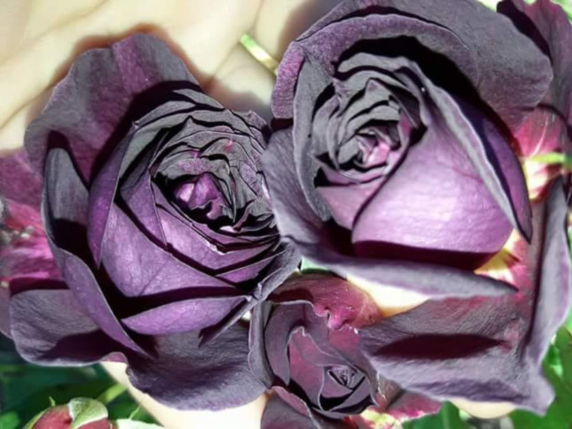  - De vanzare Lastari trandafiri-Epuizat