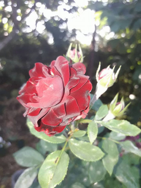  - De vanzare Lastari trandafiri-Epuizat