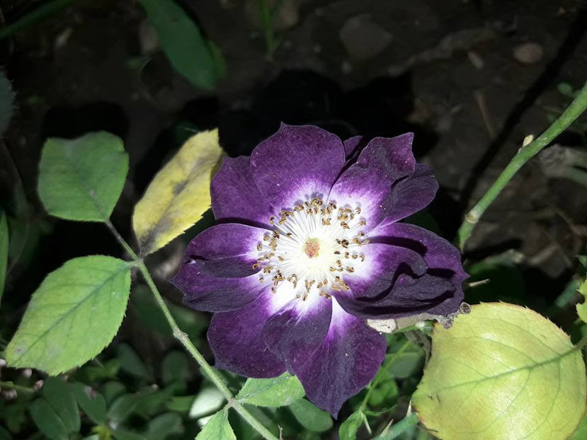  - De vanzare Lastari trandafiri-Epuizat