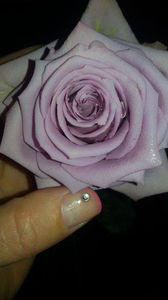  - De vanzare Lastari trandafiri-Epuizat