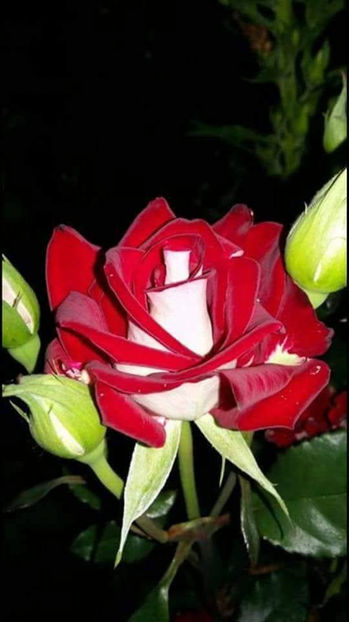  - De vanzare Lastari trandafiri-Epuizat