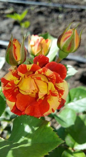  - De vanzare Lastari trandafiri-Epuizat