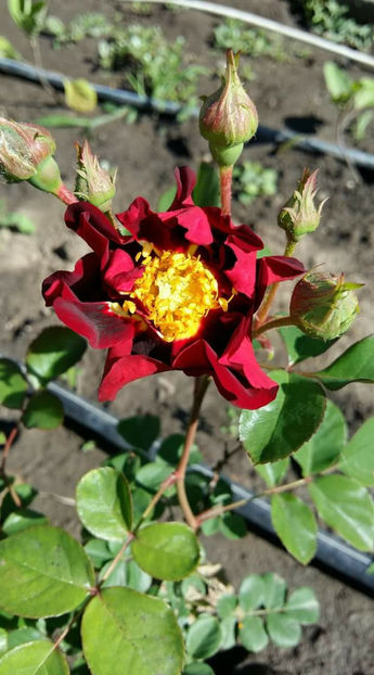 33308729_2186640404709615_5583554658435072000_o_2186640394709616 - De vanzare Lastari trandafiri-Epuizat