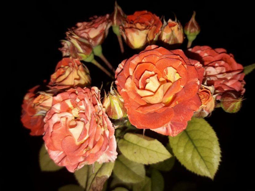  - De vanzare Lastari trandafiri-Epuizat