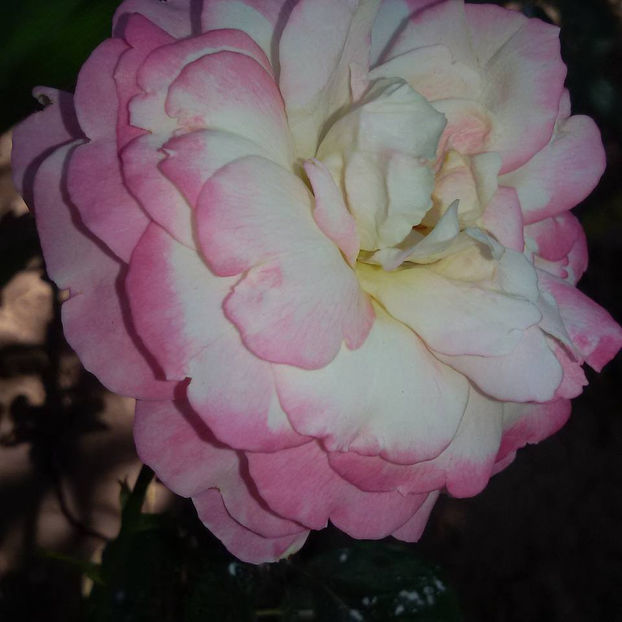  - De vanzare Lastari trandafiri-Epuizat