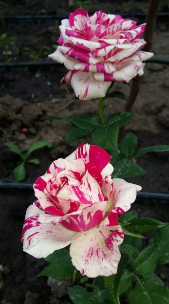 37920056_2312276742145980_5391603683689496576_o_2312276735479314 - De vanzare Lastari trandafiri-Epuizat