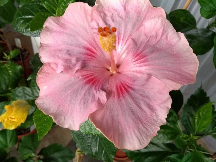  - Tahitian Raspberry Star