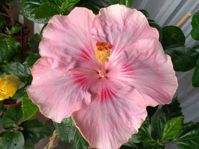  - Tahitian Raspberry Star