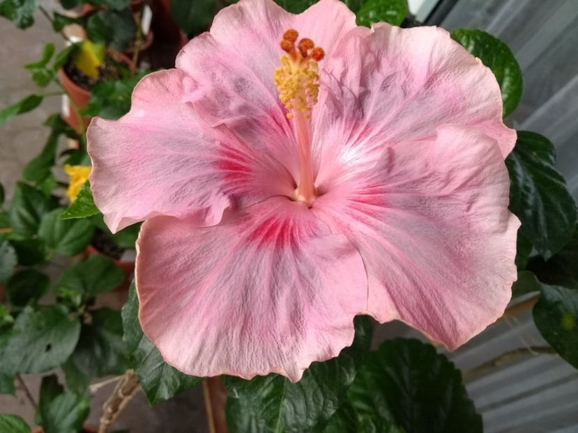  - Tahitian Raspberry Star