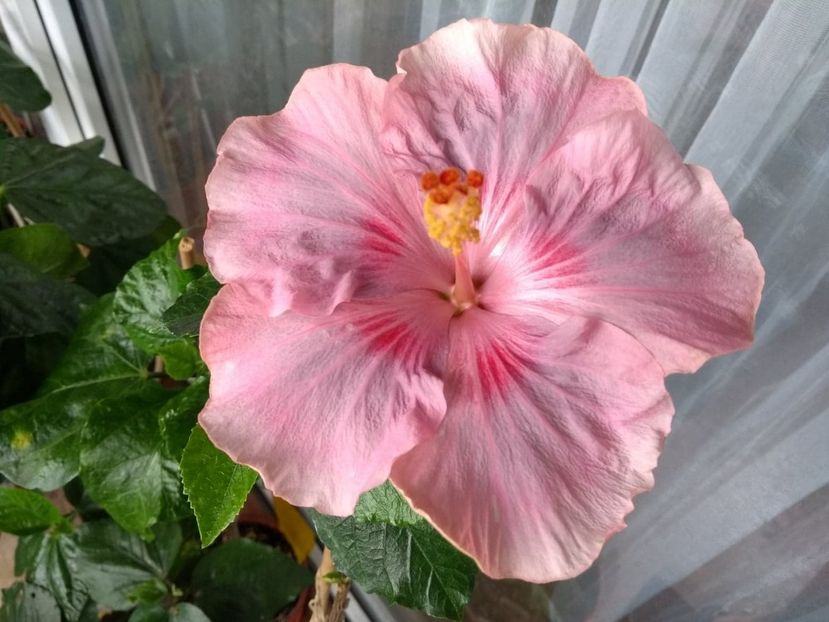  - Tahitian Raspberry Star