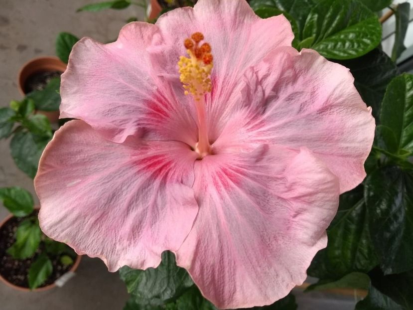  - Tahitian Raspberry Star