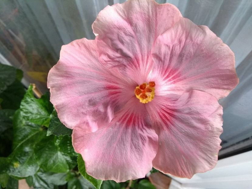  - Tahitian Raspberry Star