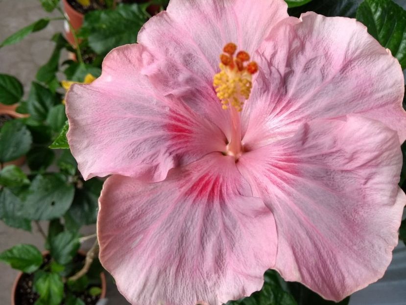  - Tahitian Raspberry Star