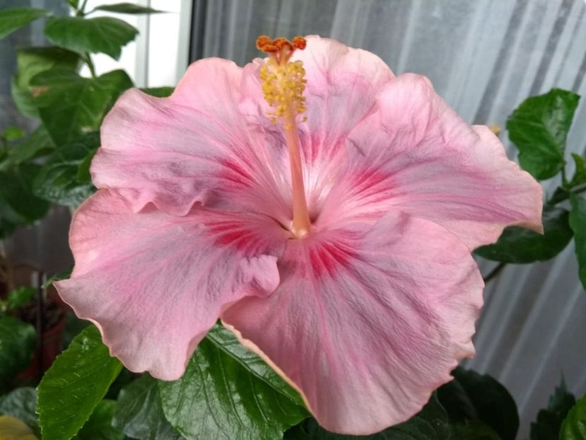  - Tahitian Raspberry Star